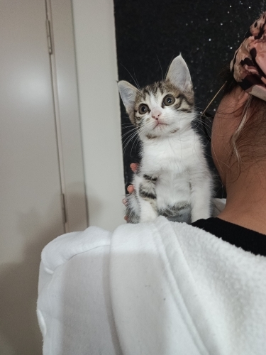 Minnacık biblo gibi güzel suratlı bir bebek🧿🐱 fotoğraf