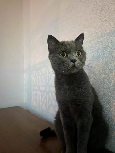 Uysal kedi paris fotoğraf