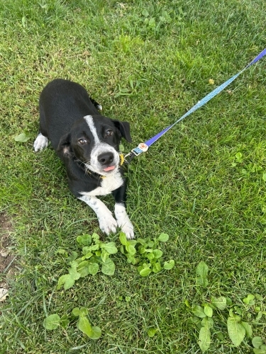 Border collie melezi kızımız yuvasını arıyor fotoğraf