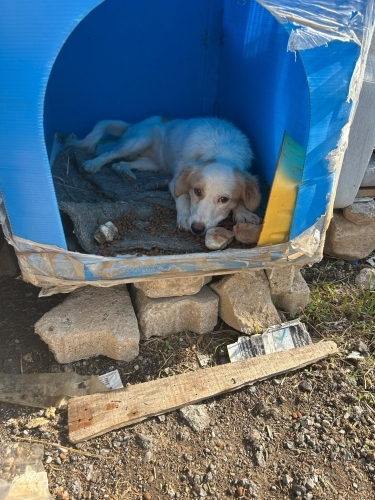 Collie melezi kızımıza acil yuva fotoğraf
