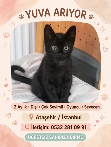 Sevimli, çok güzel bir karakızla tanışın fotoğraf
