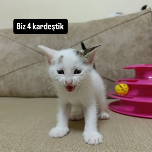 ÇOK ACİL KALACAK YERİ YOK fotoğraf