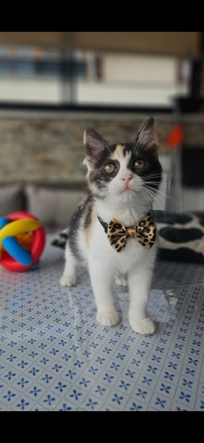 💕 MİNİK NAZAR ÖMÜRLÜK YUVASINI ARIYOR! 🐾 fotoğraf