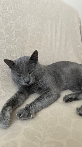 Yuva arayan sevimli kedi fotoğraf