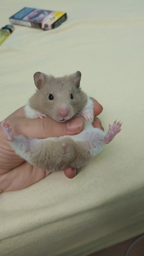 Sahiplendirelecek hamster fotoğraf