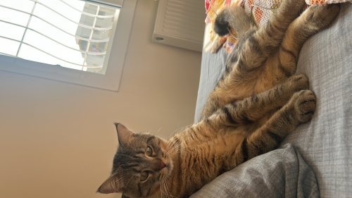Tekir kedi yeşil tatlı çocuk fotoğraf