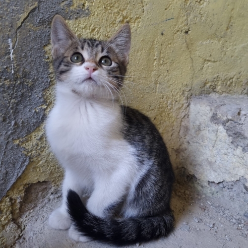 Huyu da kendi de güzel çocuk fotoğraf