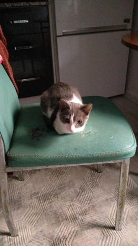 Çok sakin her yanına olduğumuz da kucakta uyur onunla oyun oynamanı bekler fotoğraf