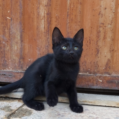 İnsan canlısı, çok sevecen minik kız fotoğraf