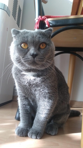 Leo alerji sebebiyle yeni yuvasını arıyor fotoğraf