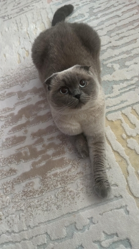 Clovumuza Yuva arıyoruz fotoğraf