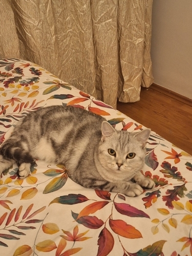 Yuva Arayan, Sakin, Uslu ve Kendini Sevdiren 14 Aylık Kız Ked fotoğraf