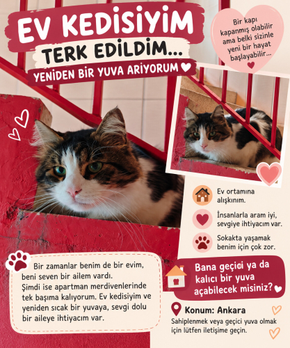 Acil Yuva Arıyor fotoğraf