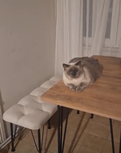 Yuva Arayan, Asil, Sessiz, Sakin ve Olgun 4 Yaşında Anne Kedi fotoğraf