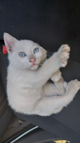 2 aylık erkek van kedisi yuvasını arıyor fotoğraf