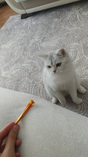 Merhaba 3 yıldır baktığım kedimi sahiplendirmek zorunda kaldım yuva arıyorum fotoğraf