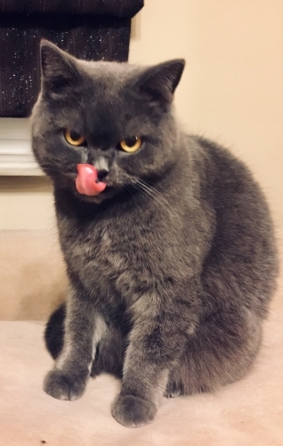 Tek kedi olarak yaşayabileceğim yuvamı arıyorum. fotoğraf