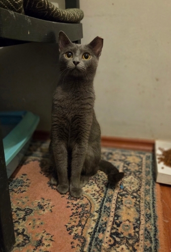 SOKAĞA DÖNEMEZ, ACİL YUVA KISIR fotoğraf