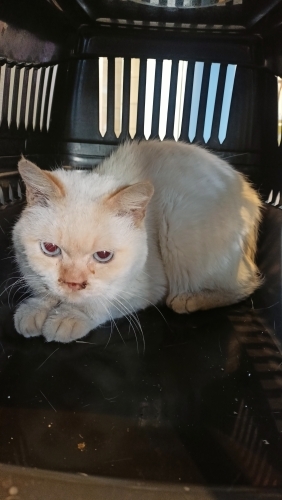 Pamuk gibi uysal fotoğraf