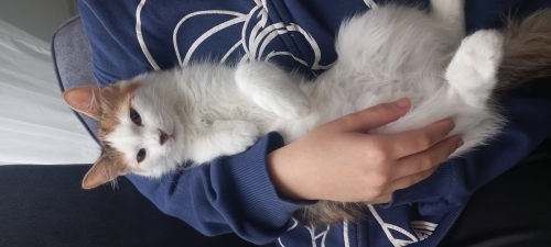 Kucağı teması çok sever fotoğraf
