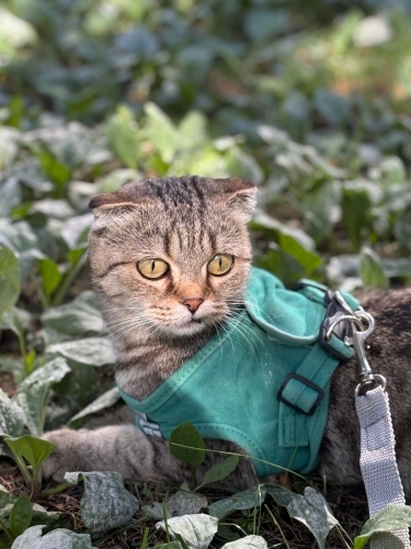 Ücretsiz 1,5 Yaşında Scottish Fold fotoğraf