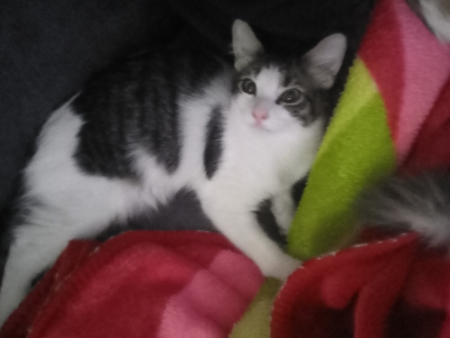 Siyah beyaz tekir kedi fotoğraf