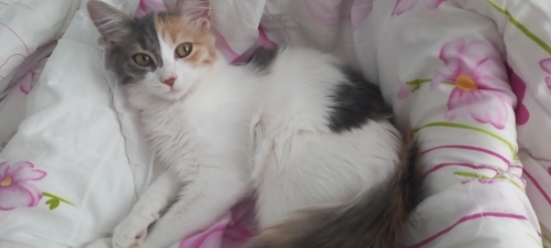 İlgi manyağı sevimli dişi kedi fotoğraf