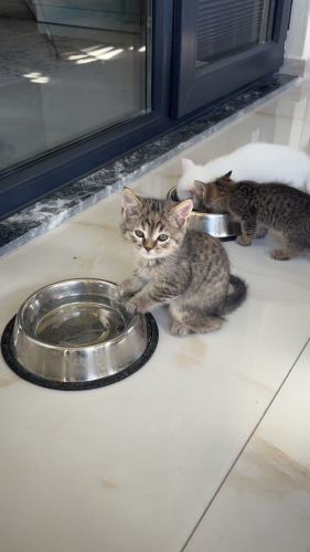 2 tane tekir yavru kedi fotoğraf