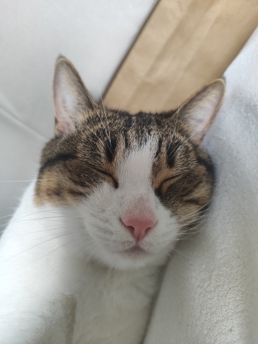 Sevgi dolu ve çok uysal 5 yaşında tekir erkek kedi fotoğraf