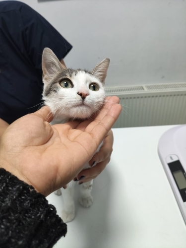 Kaza sonrası tek bacağı ampüte edildi fotoğraf