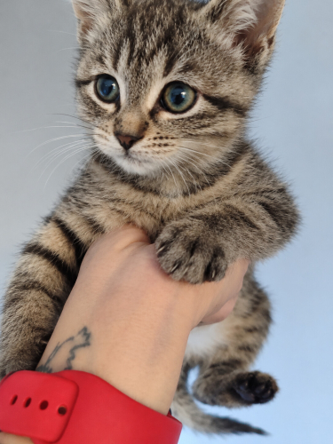 KEDİNİZ KUCAĞINIZA GELMİYOR MU, BU İLAN TAM SİZE GÖRE fotoğraf