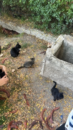 Parka Terk Edilen Minik Yavru Kediler Sahiplendirilecek fotoğraf