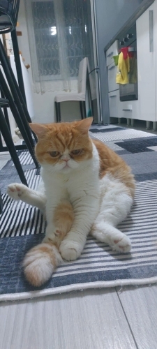 Bella ömürlük yuvasını arıyor fotoğraf