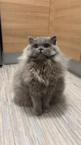 Kedi luna ev arıyoruz fotoğraf