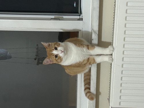 İlgi seven yavru kedi fotoğraf
