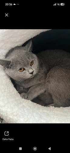 Asil duruşlu , tatlı , güzel mi güzel british shorthair 😍 fotoğraf