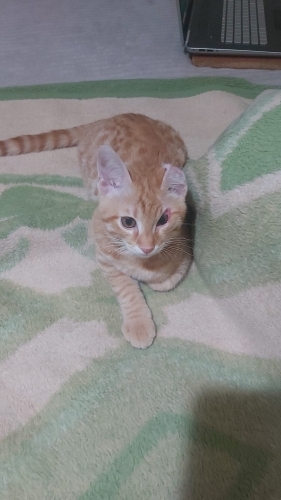 🐾 Bu minik sarmana güvenli bir yuva arıyoruz 🧡 fotoğraf
