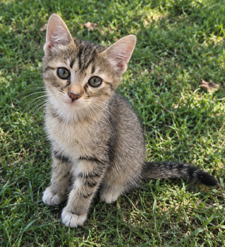 3 aylik disi cekingen cok guzel bir kedi Lora fotoğraf