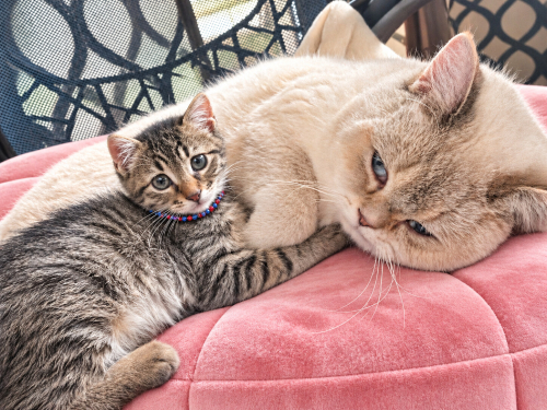 British Kırması 2 aylık yavru dişi kedi fotoğraf