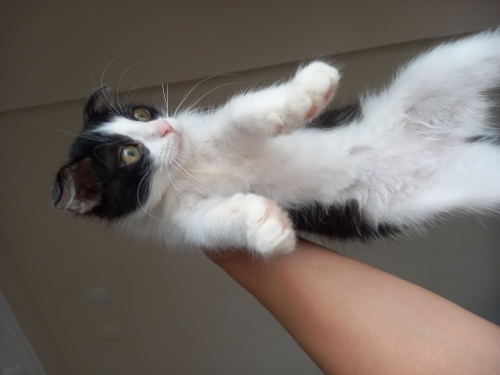 Scottish fold kırması tuxedo fotoğraf