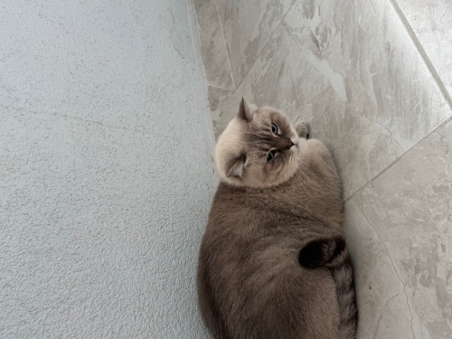 Ömürlük yuva arıyoruz fotoğraf