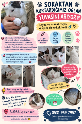 4 aylık oğlan kedi yuvasını arıyor 🐾 fotoğraf