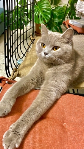 Kekik, 3 yaşında aşırı ılımlı, kendi halinde, kendini sevdiren bir kedi fotoğraf