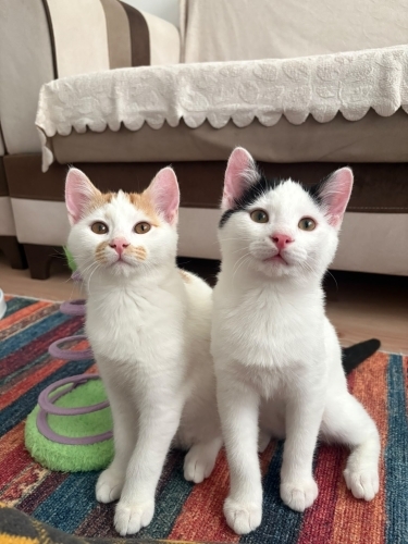 Acil Ankara Yuva fotoğraf