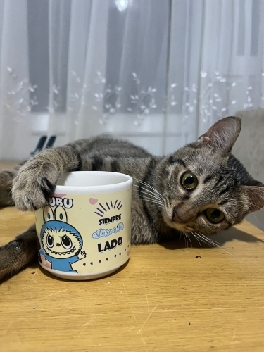 Labubuya omurluk yuva ariyoruz fotoğraf