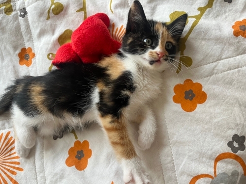 ilgi bağımlısı bebek fotoğraf