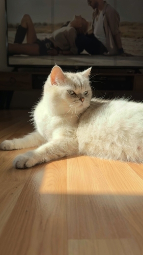 Kızımızı Sahiplendiriyoruz fotoğraf