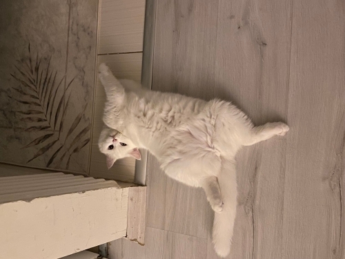 British shorthair beyaz ücretsiz sahiplendirme fotoğraf