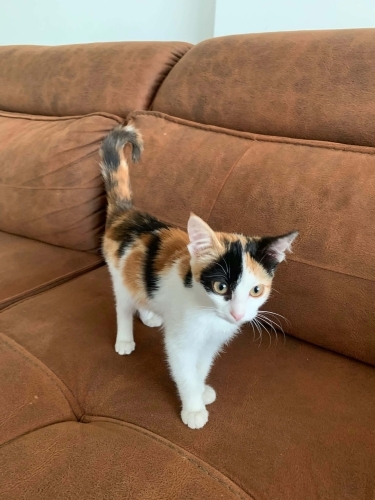 "Üç Renkli (Calico)" fotoğraf