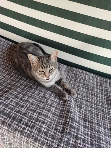 ACİL ÜCRETSİZ CİNS KEDİ SAHİPLENDİRME!! fotoğraf